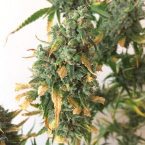 Vrste marihuane - Auto Mazar