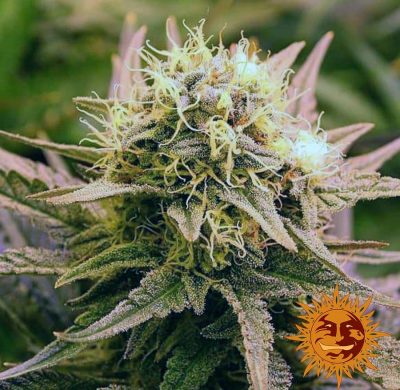Vrste marihuane - Chronic Thunder